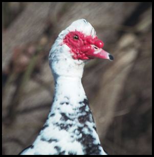 bird