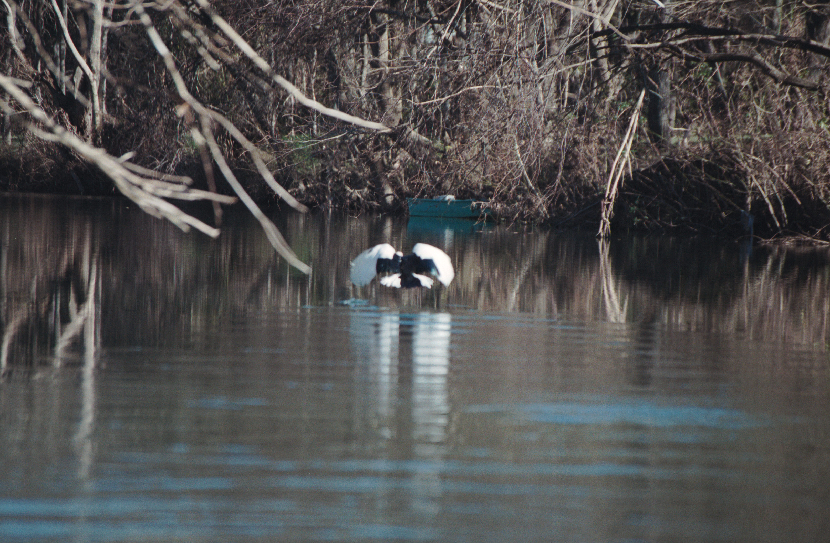 bird leaving