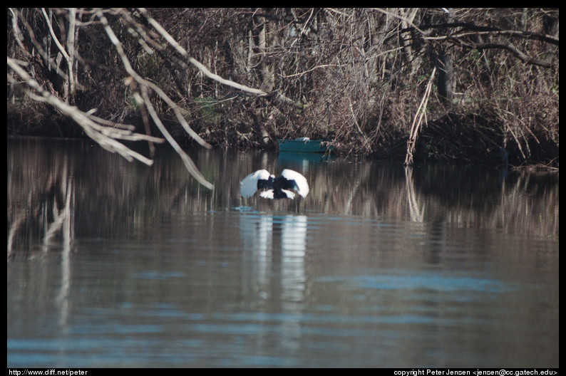 bird leaving