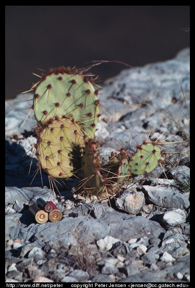 shells and cacti