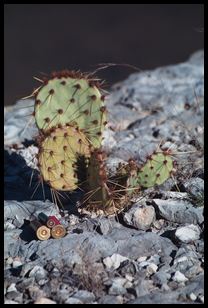 shells and cacti