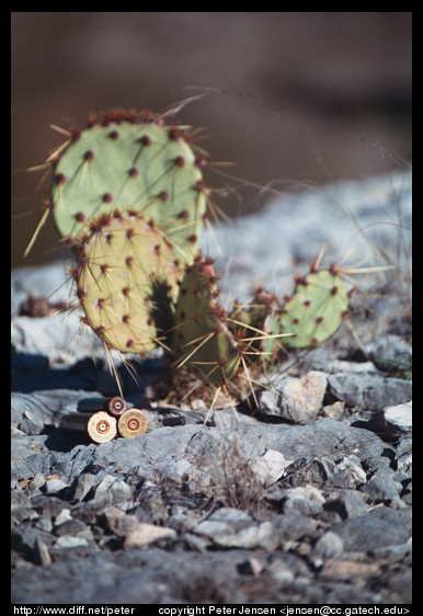 shells and cacti