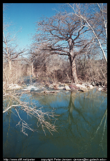 cypress