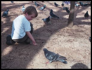 feeding the birds