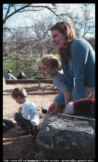 feeding the birds