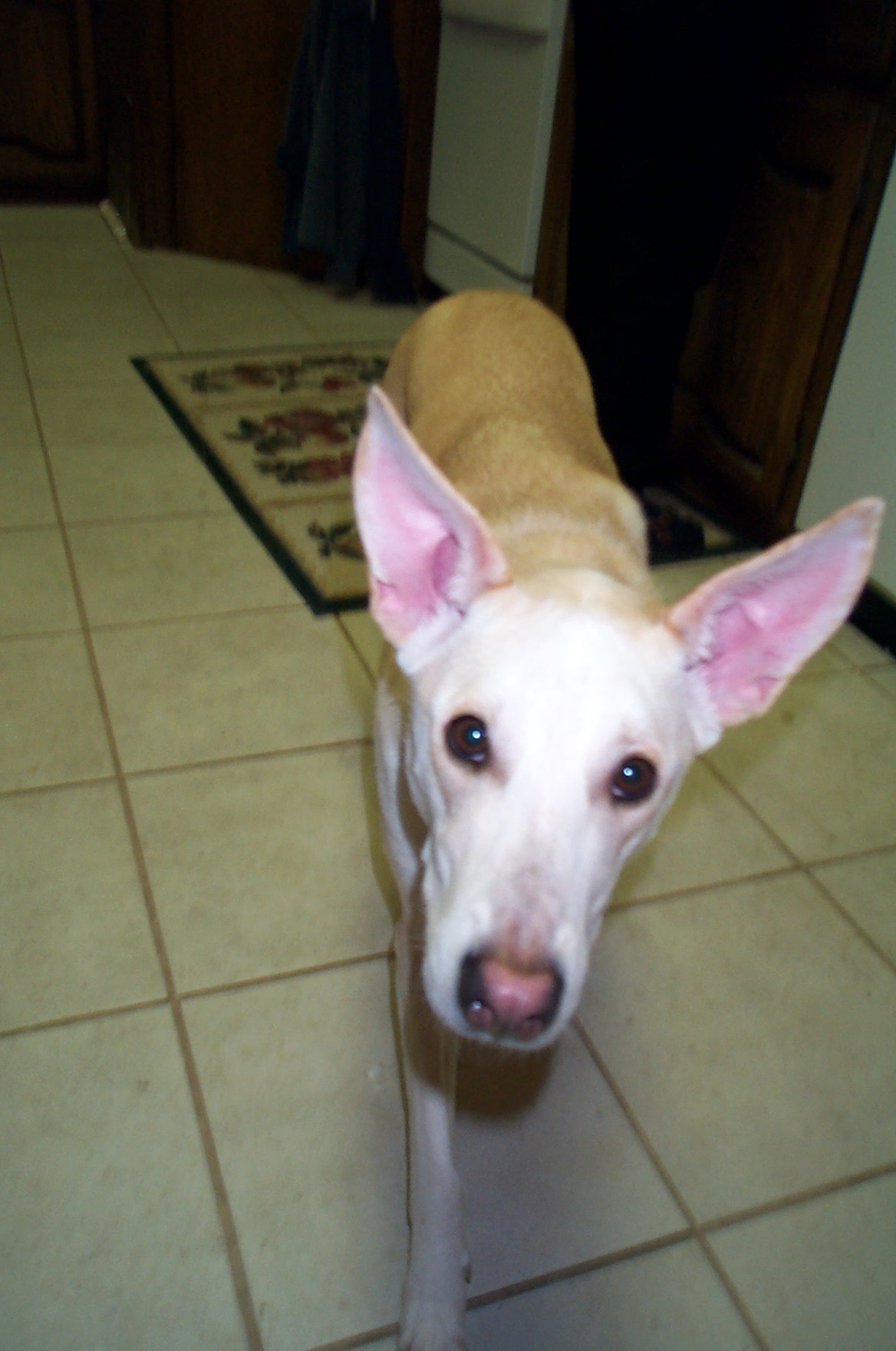 Stella