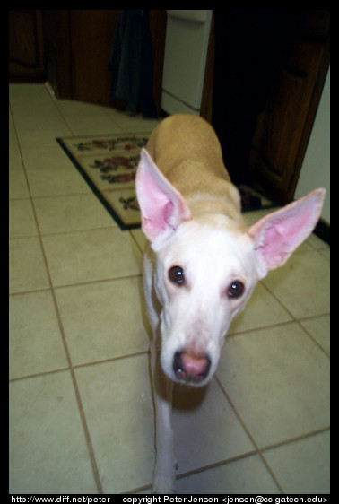 Stella