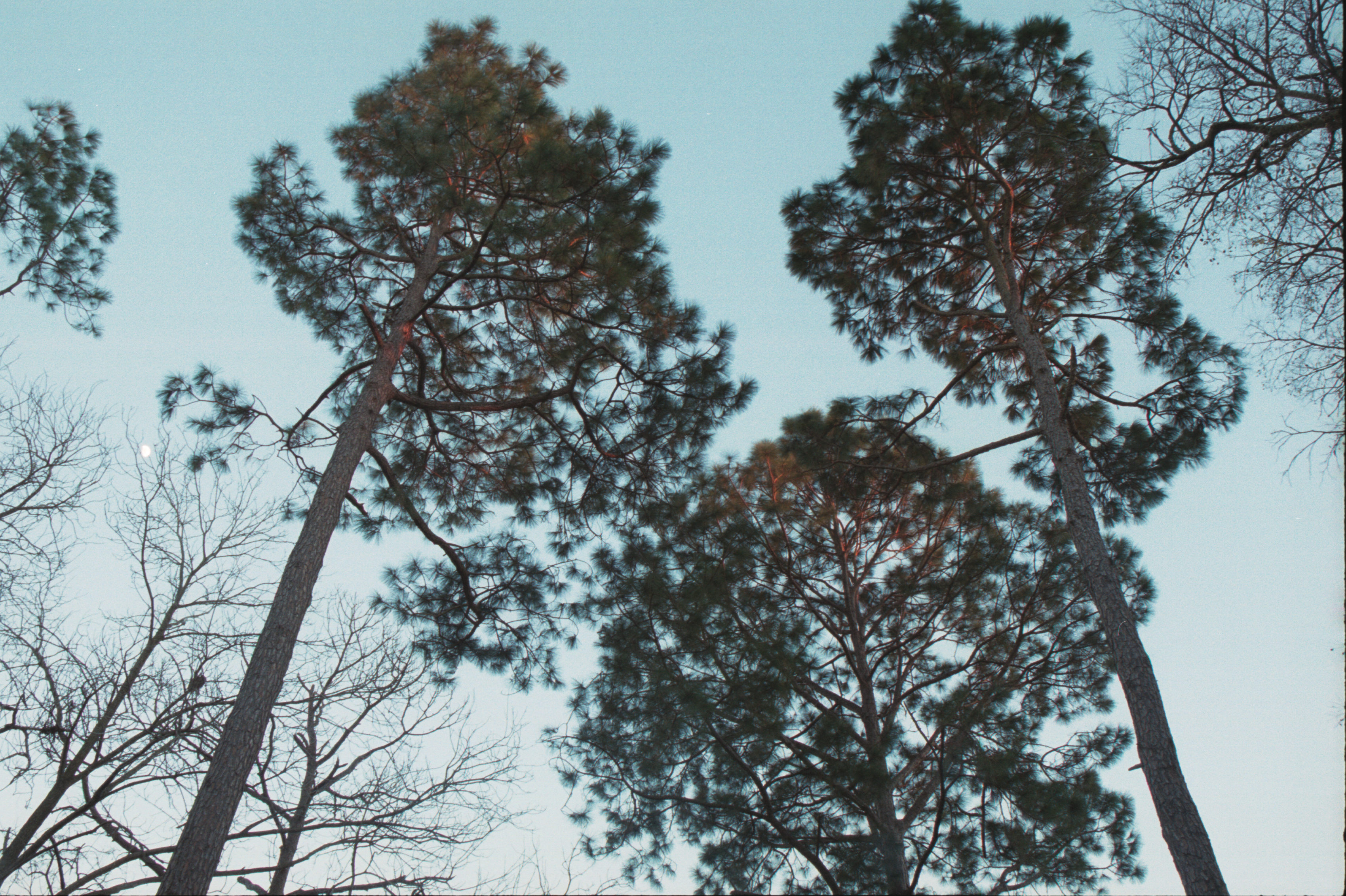 trees with moon