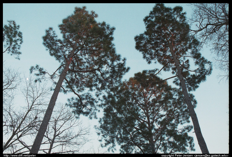 trees with moon