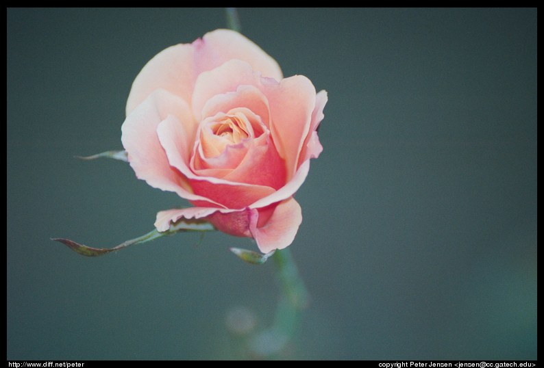 rose