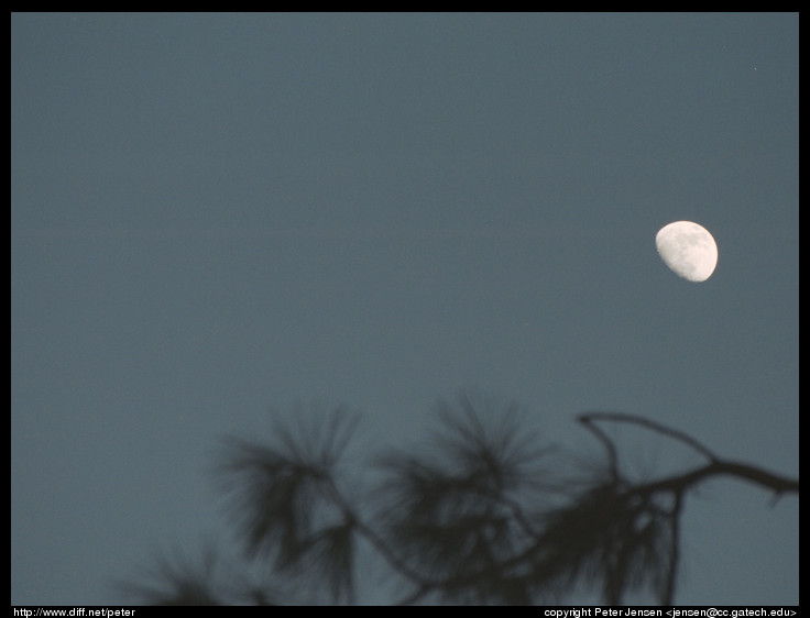 branch with moon