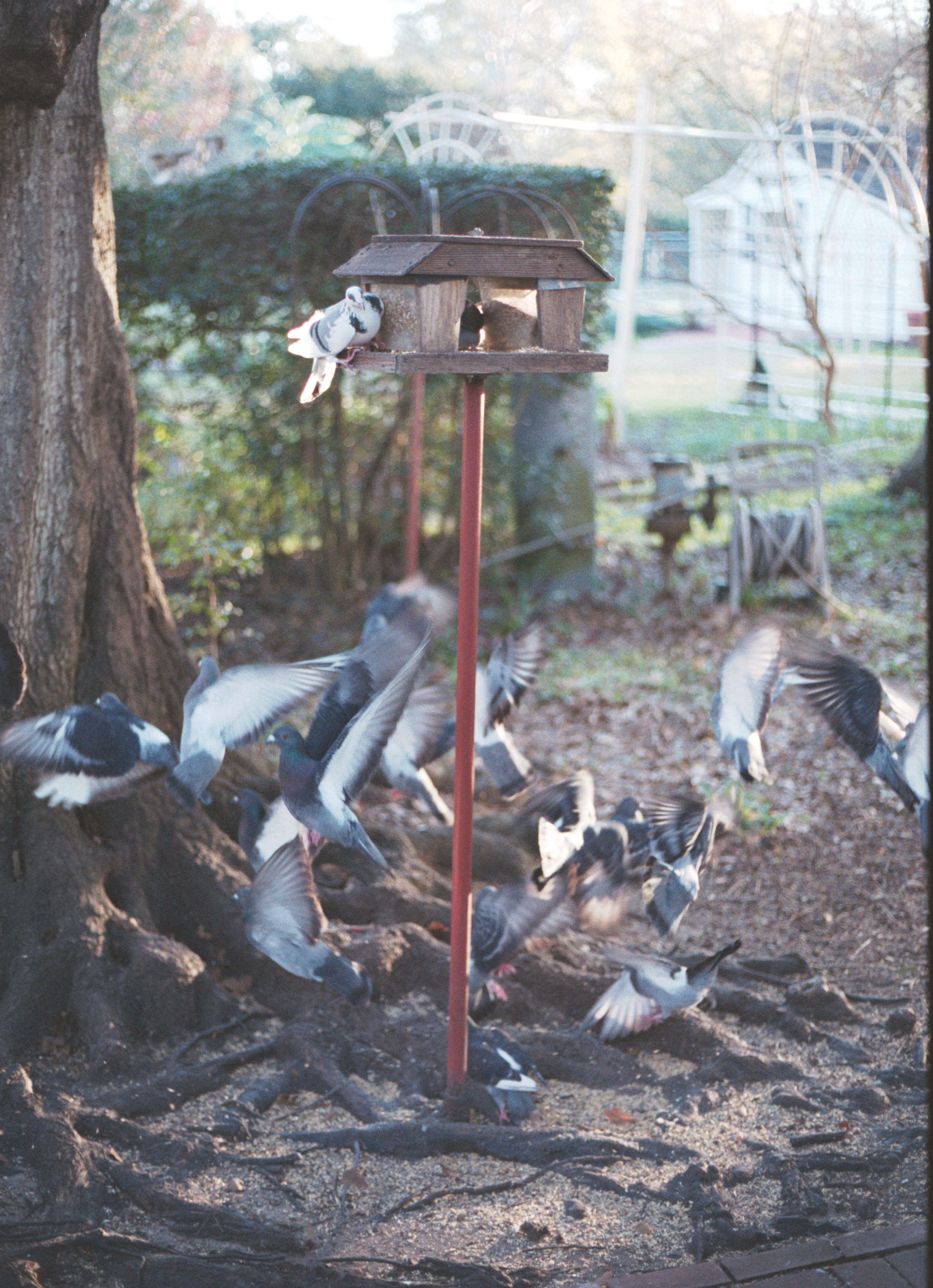 spooked birds