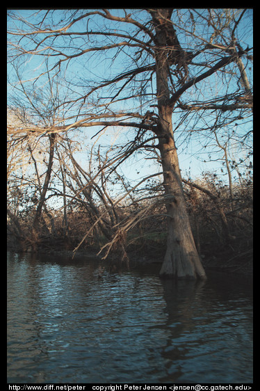 branch in tree