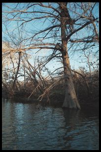 branch in tree