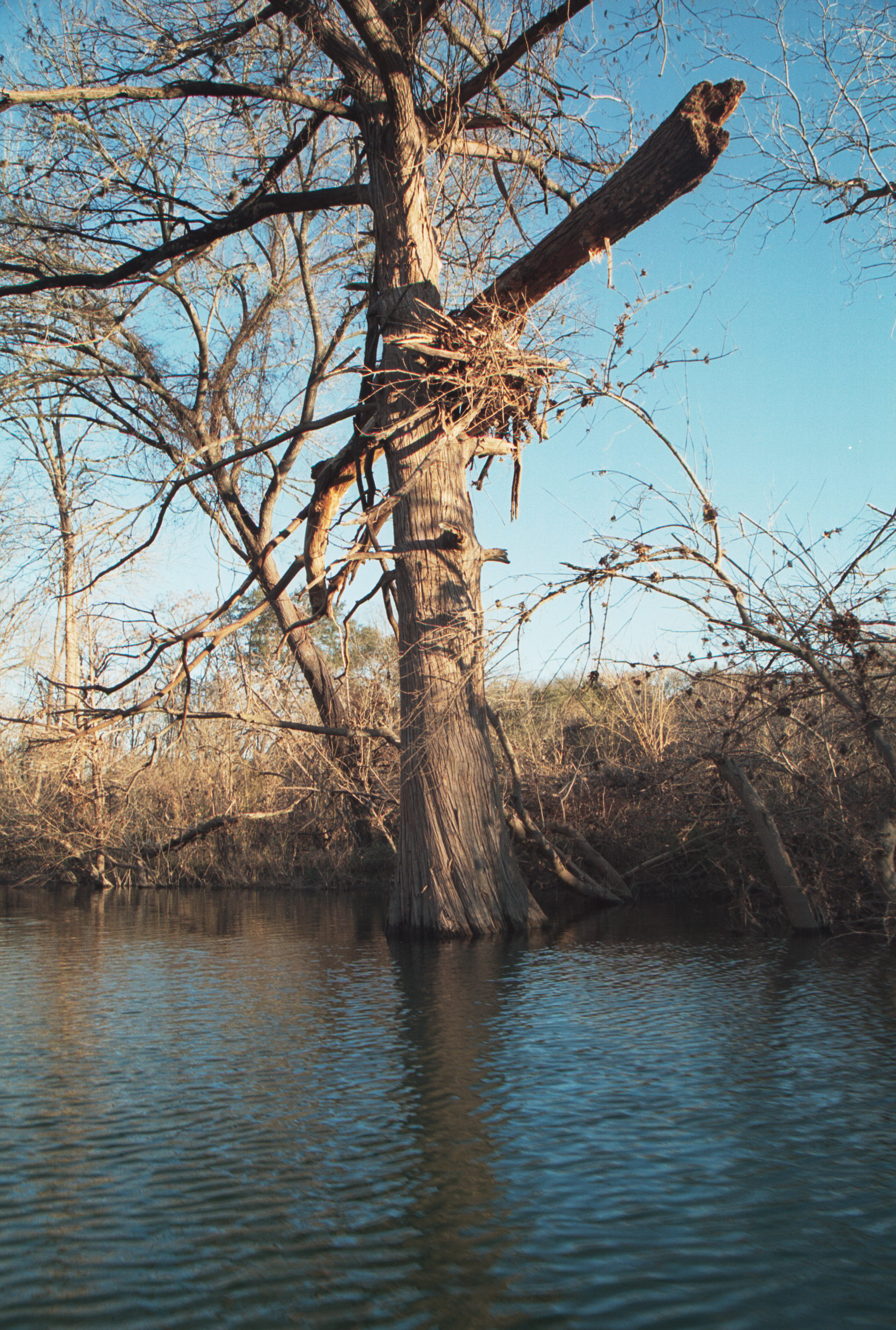 branch in tree