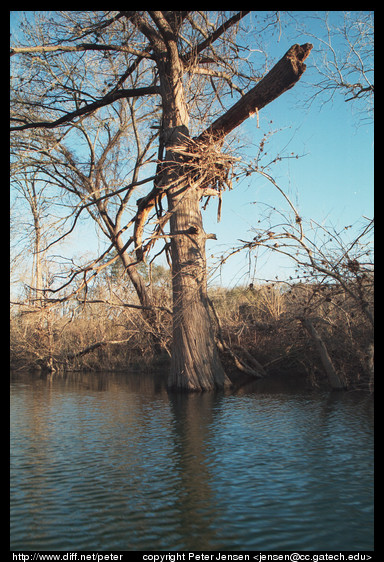 branch in tree