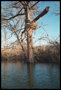 branch in tree