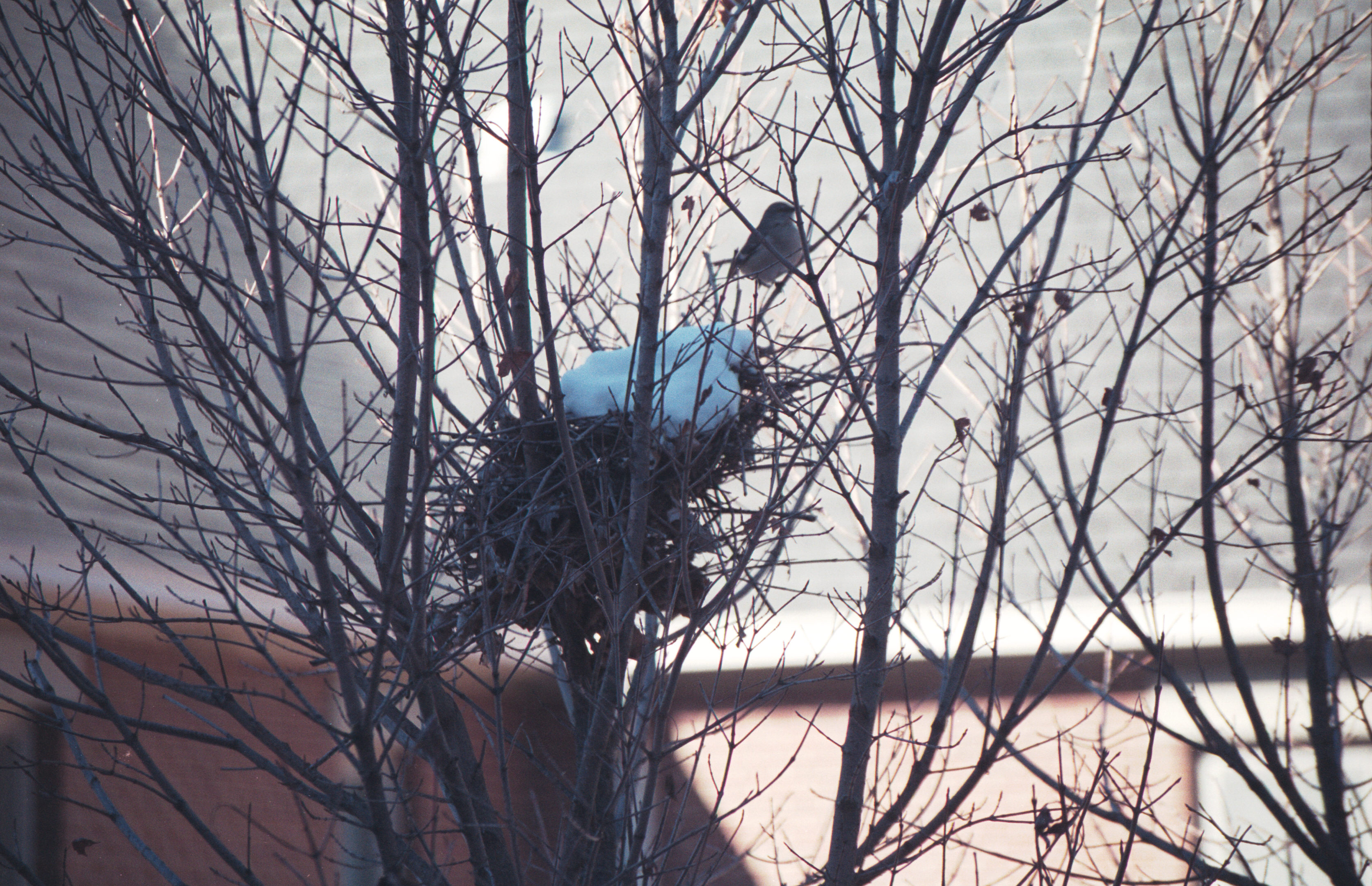 it snows in bird nests too