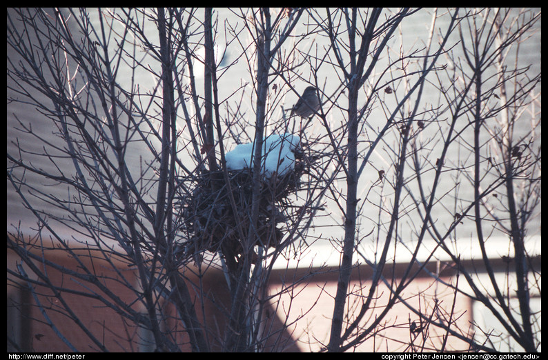 it snows in bird nests too