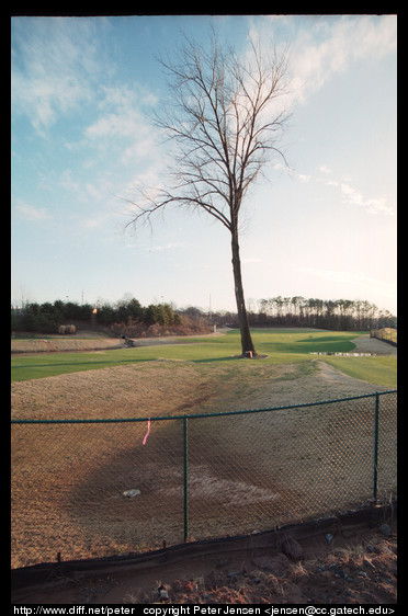 majestic tree