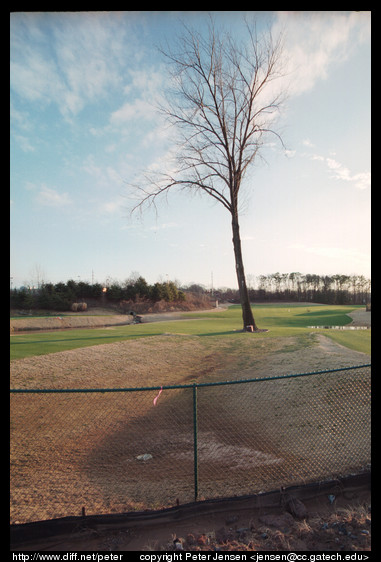 majestic tree