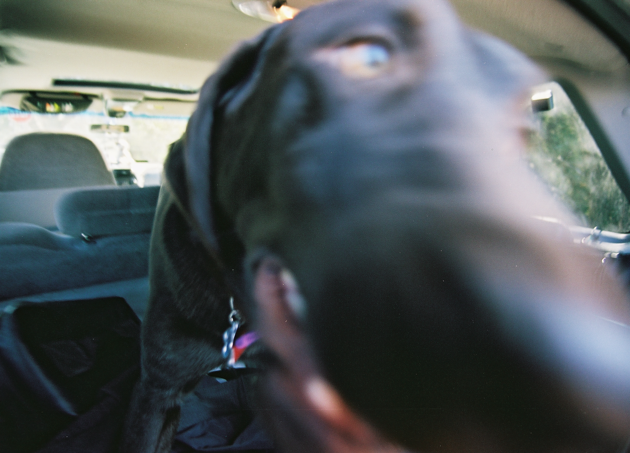 Myke's dog