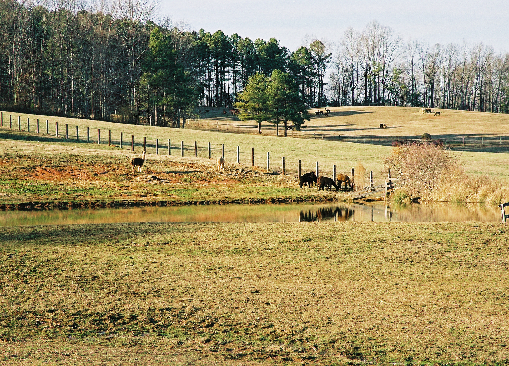 rural scene