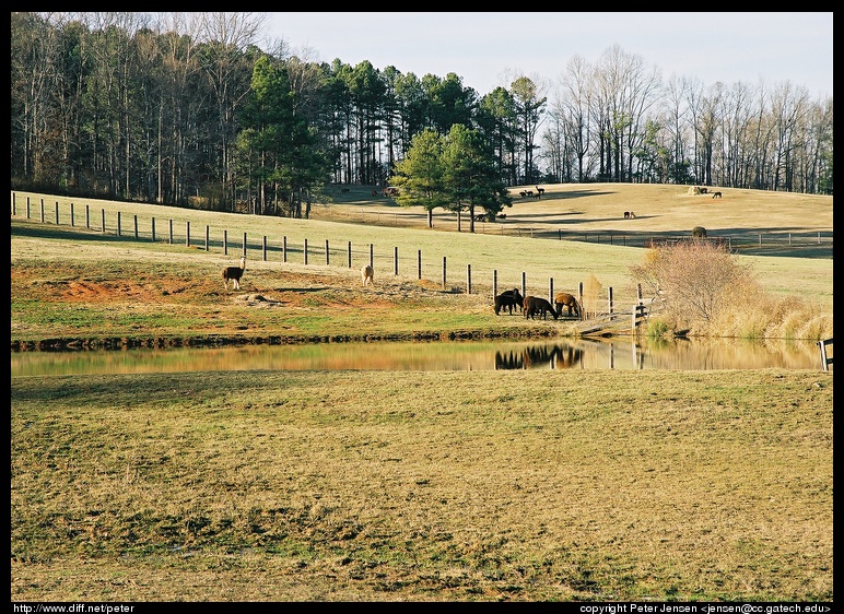 rural scene