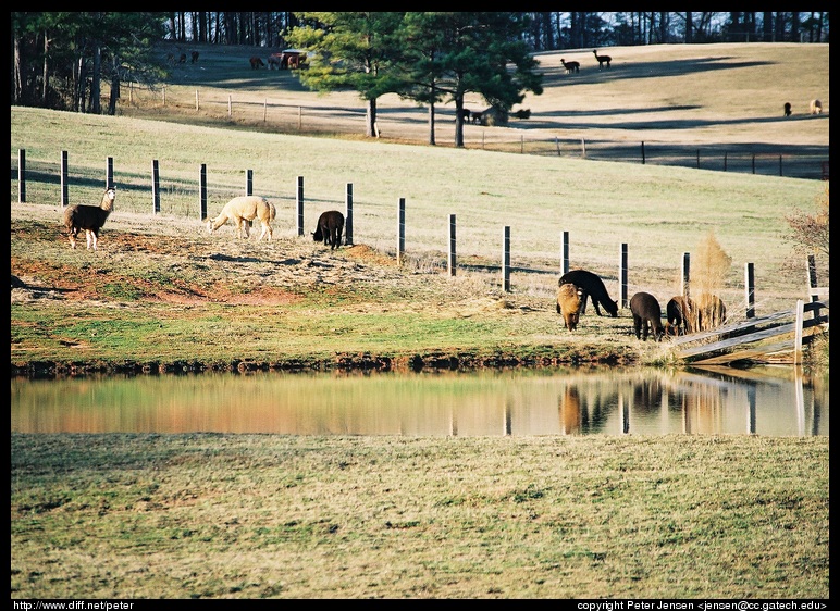rural scene
