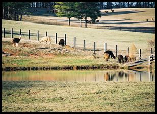 rural scene