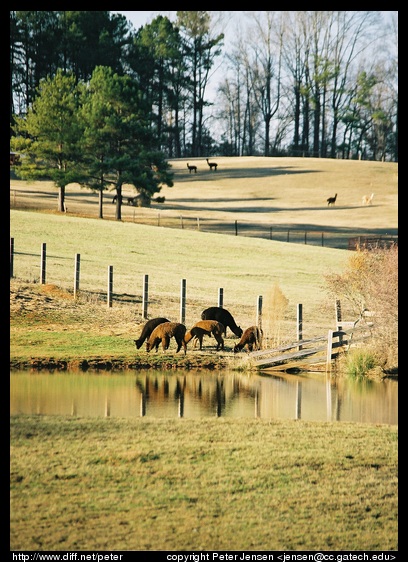 rural scene