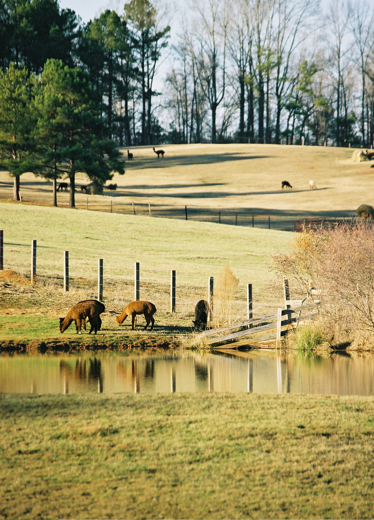 rural scene
