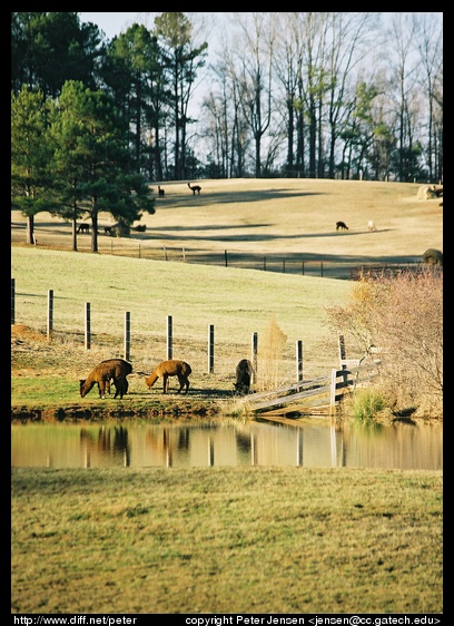 rural scene