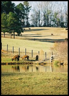 rural scene