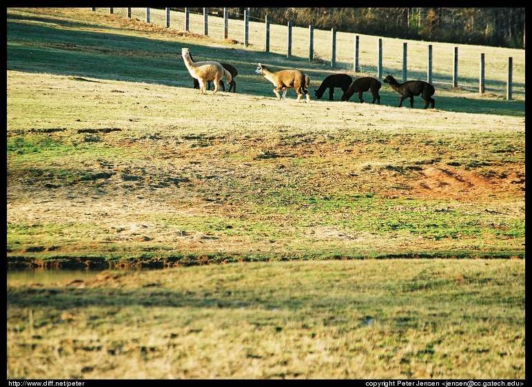 rural scene