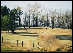 rural scene