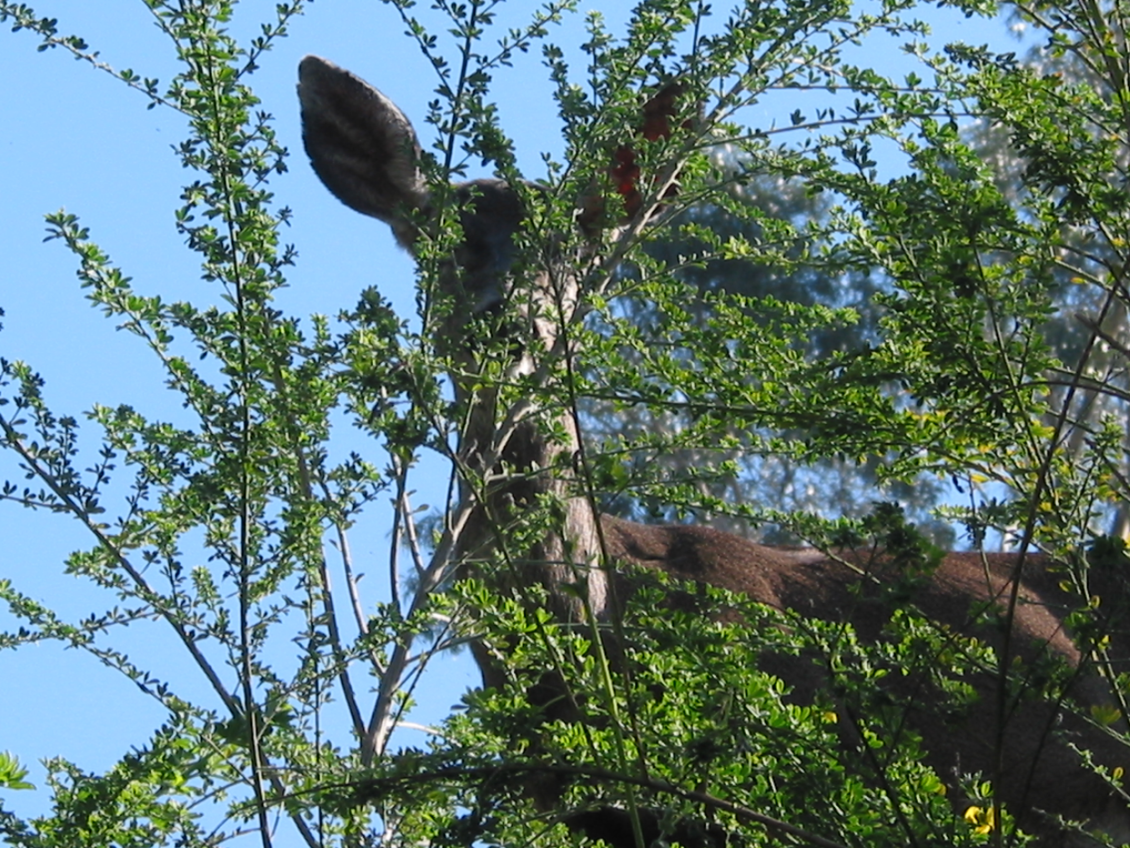 yard deer      