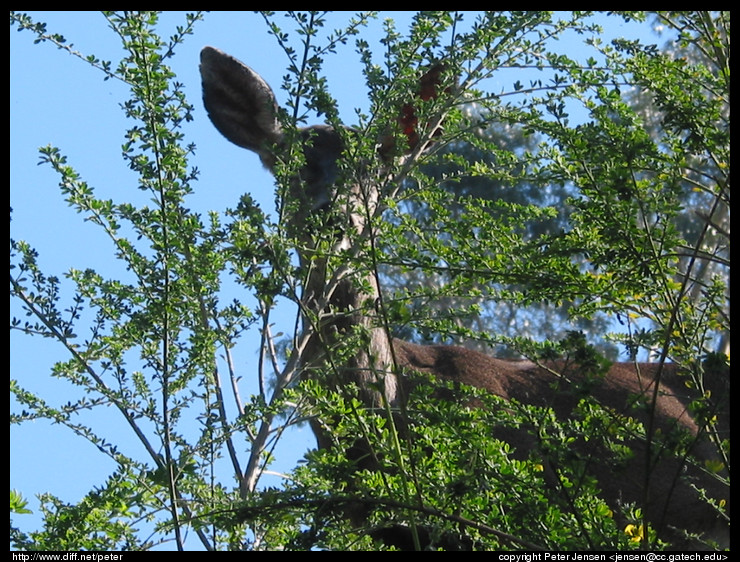 yard deer      