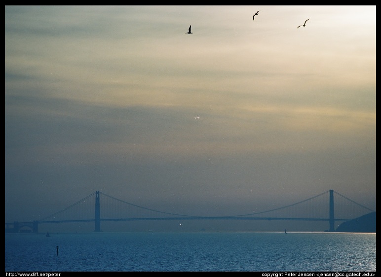 Golden Gate from the horse tracks