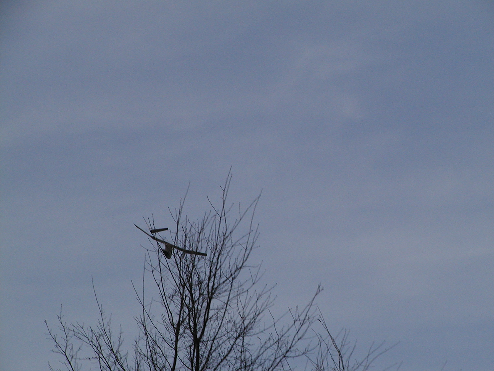 hit the tree but kept on flying