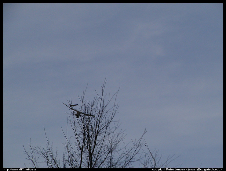 hit the tree but kept on flying