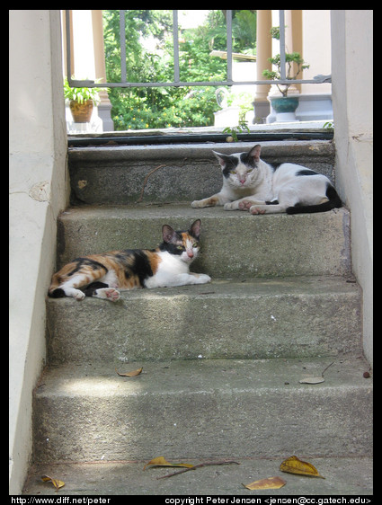 cats