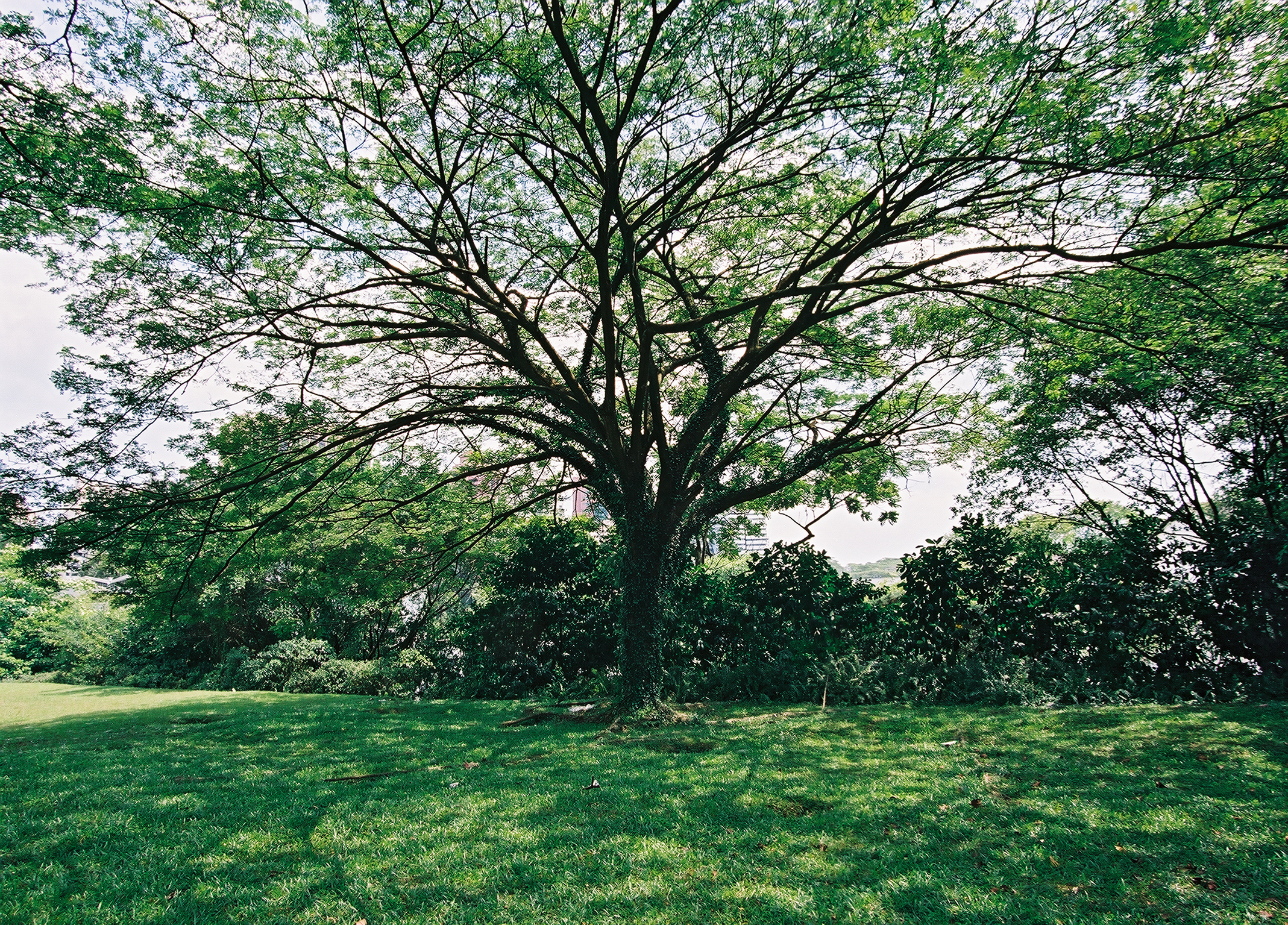 neat tree in a park near our friends' residence