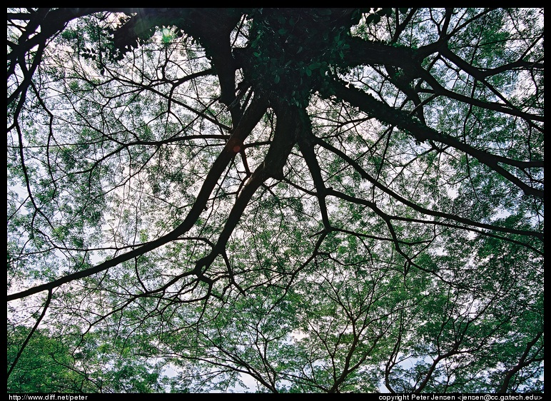 neat tree in a park near our friends' residence