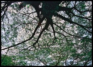 neat tree in a park near our friends' residence