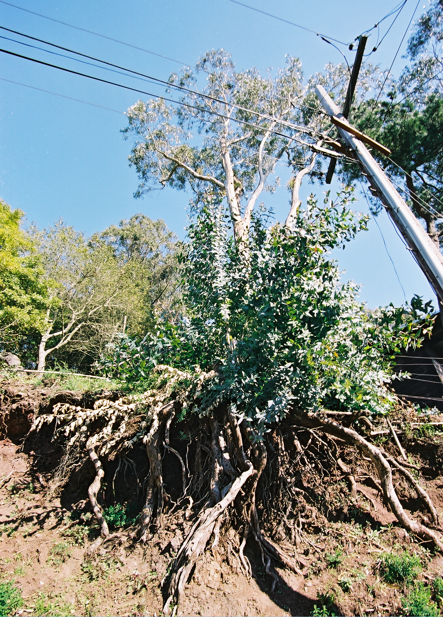uprooted tree
