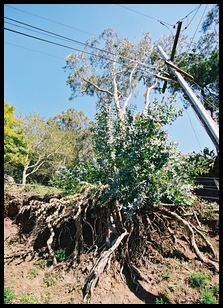 uprooted tree