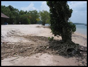 neat roots