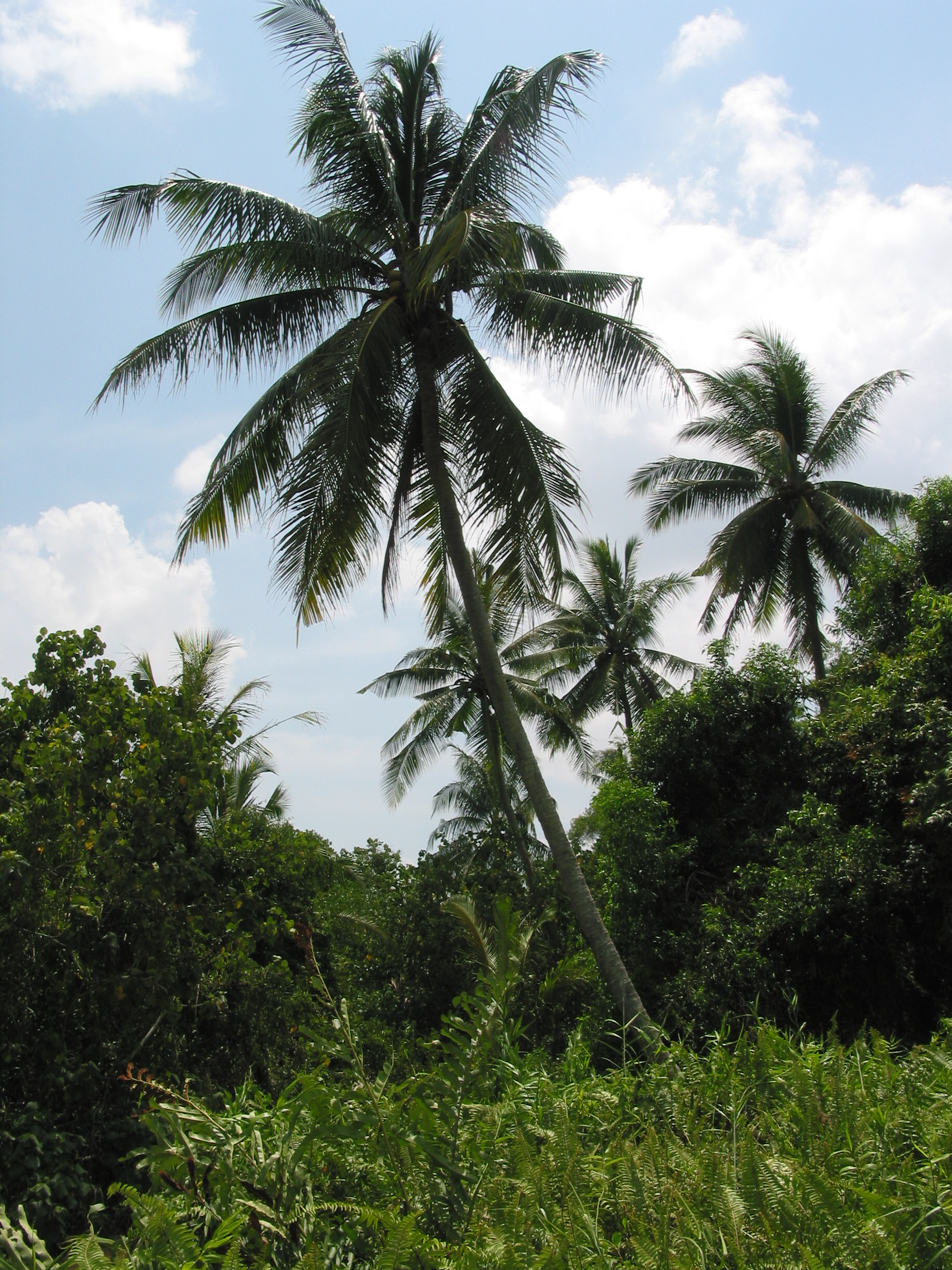 trees
