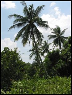 trees